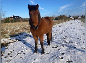 Pony Islandese, Giumenta, 5 Anni, 142 cm, Baio