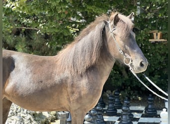 Pony Islandese, Giumenta, 5 Anni, 142 cm, Morello