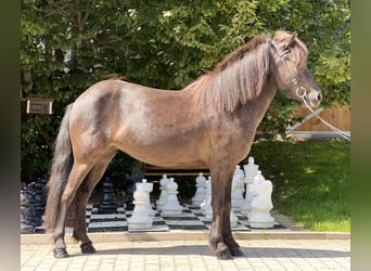 Pony Islandese, Giumenta, 5 Anni, 142 cm, Morello