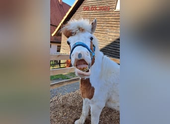 Pony Islandese, Giumenta, 5 Anni, 142 cm, Pezzato