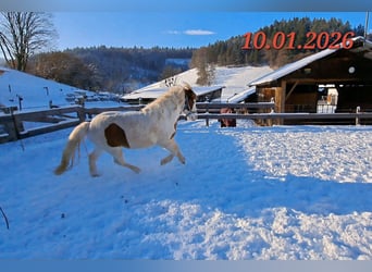 Pony Islandese, Giumenta, 5 Anni, 142 cm, Pezzato