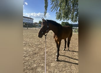 Pony Islandese, Giumenta, 5 Anni, 142 cm, Pezzato