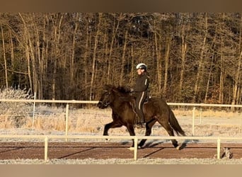 Pony Islandese, Giumenta, 5 Anni, 143 cm, Morello