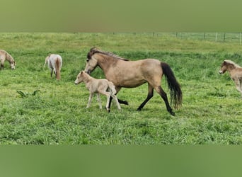 Pony Islandese, Giumenta, 5 Anni, 144 cm