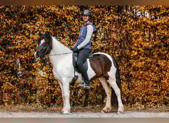 Pony Islandese, Giumenta, 5 Anni, 145 cm, Pezzato