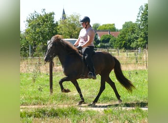 Pony Islandese, Giumenta, 5 Anni, 146 cm, Morello