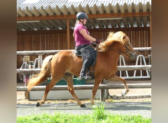 Pony Islandese, Giumenta, 5 Anni, 147 cm, Sauro