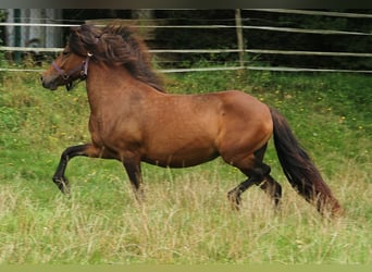 Pony Islandese, Giumenta, 5 Anni, Baio