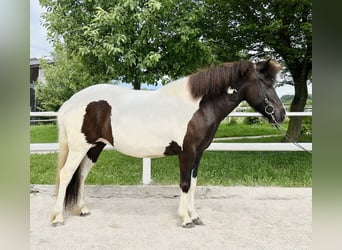 Pony Islandese, Giumenta, 5 Anni, Pezzato