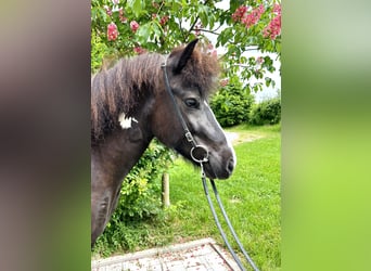 Pony Islandese, Giumenta, 5 Anni, Pezzato