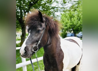 Pony Islandese, Giumenta, 5 Anni, Pezzato