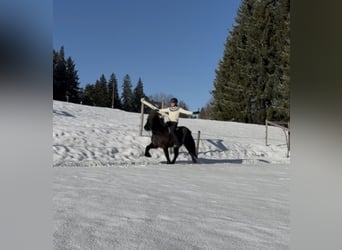 Pony Islandese, Giumenta, 5 Anni, Roano blu