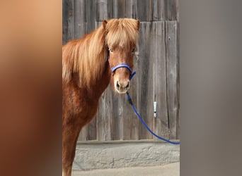 Pony Islandese, Giumenta, 5 Anni, Sauro