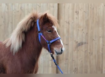 Pony Islandese, Giumenta, 5 Anni, Sauro