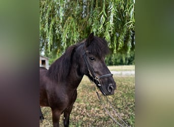 Pony Islandese, Giumenta, 6 Anni, 130 cm, Morello
