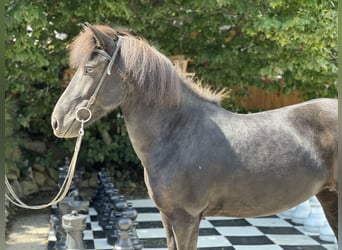 Pony Islandese, Giumenta, 6 Anni, 132 cm, Morello