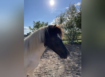 Pony Islandese, Giumenta, 6 Anni, 133 cm, Pezzato