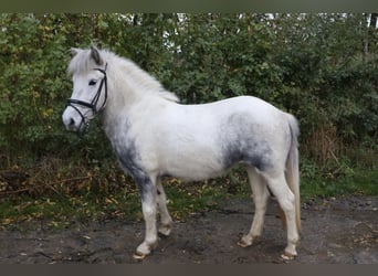 Pony Islandese, Giumenta, 6 Anni, 135 cm, Grigio