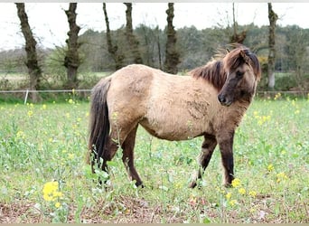 Pony Islandese, Giumenta, 6 Anni, 136 cm, Grullo