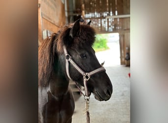 Pony Islandese, Giumenta, 6 Anni, 136 cm, Morello