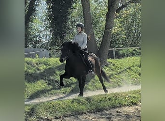 Pony Islandese, Giumenta, 6 Anni, 137 cm, Baio scuro