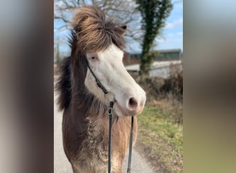 Pony Islandese, Giumenta, 6 Anni, 138 cm