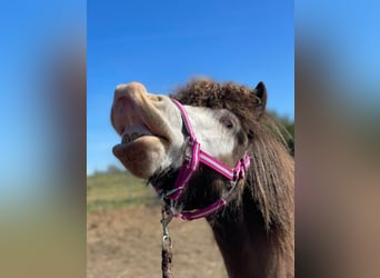 Pony Islandese, Giumenta, 6 Anni, 138 cm