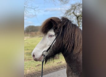 Pony Islandese, Giumenta, 6 Anni, 138 cm
