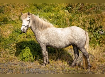 Pony Islandese, Giumenta, 6 Anni, 138 cm, Grigio