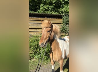 Pony Islandese, Giumenta, 6 Anni, 138 cm, Pezzato