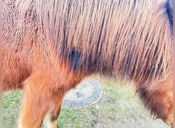 Pony Islandese, Giumenta, 6 Anni, 139 cm, Baio ciliegia