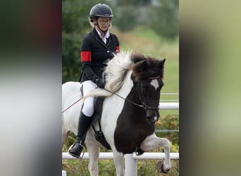 Pony Islandese, Giumenta, 6 Anni, 139 cm, Pezzato