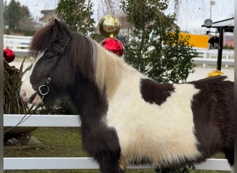 Pony Islandese, Giumenta, 6 Anni, 139 cm, Pezzato