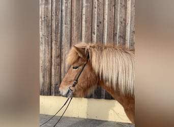 Pony Islandese, Giumenta, 6 Anni, 139 cm, Sauro