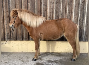 Pony Islandese, Giumenta, 6 Anni, 139 cm, Sauro