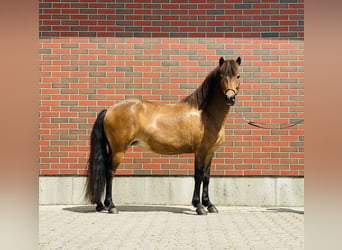 Pony Islandese, Giumenta, 6 Anni, 140 cm, Baio