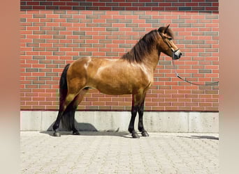 Pony Islandese, Giumenta, 6 Anni, 140 cm, Baio