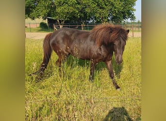 Pony Islandese, Giumenta, 6 Anni, 140 cm, Baio nero