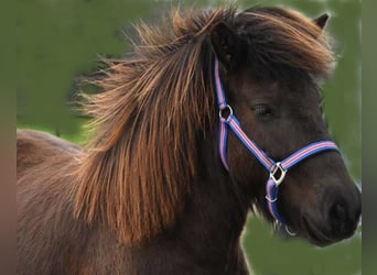 Pony Islandese, Giumenta, 6 Anni, 140 cm, Baio nero
