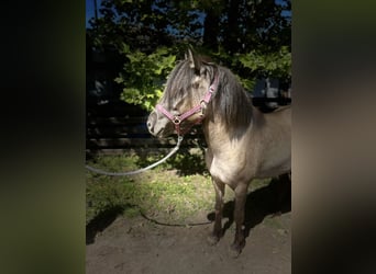 Pony Islandese, Giumenta, 6 Anni, 140 cm, Falbo