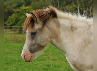 Pony Islandese, Giumenta, 6 Anni, 140 cm, Pezzato