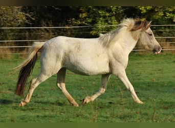 Pony Islandese, Giumenta, 6 Anni, 140 cm, Pezzato