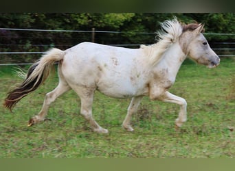 Pony Islandese, Giumenta, 6 Anni, 140 cm, Pezzato