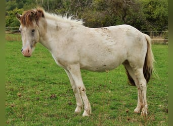 Pony Islandese, Giumenta, 6 Anni, 140 cm, Pezzato