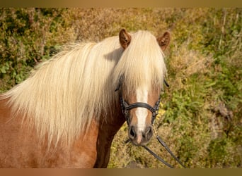 Pony Islandese, Giumenta, 6 Anni, 140 cm, Sauro