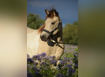 Pony Islandese, Giumenta, 6 Anni, 140 cm, Tobiano-tutti i colori