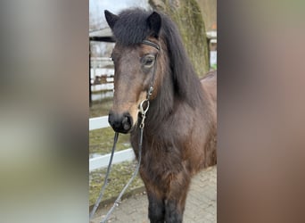 Pony Islandese, Giumenta, 6 Anni, 141 cm, Baio scuro