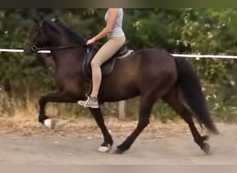 Pony Islandese, Giumenta, 6 Anni, 142 cm, Morello