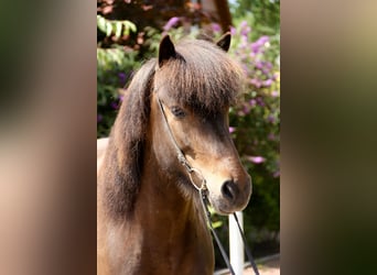 Pony Islandese, Giumenta, 6 Anni, 143 cm, Baio
