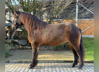 Pony Islandese, Giumenta, 6 Anni, 143 cm, Baio